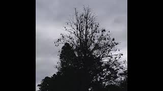 Hundreds of Flying Foxes Fruit Bats in Geelong  Victoria Australia [upl. by Lucia]