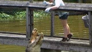 FEEDING Alligators Raw Chicken  North Myrtle Beach Alligator Adventure [upl. by Nimzay823]