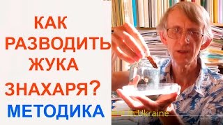 Как Легко Разводить ЖукаЗнахаря Для Корма Рыбкам Entomologist in Ukraine [upl. by Barbour]