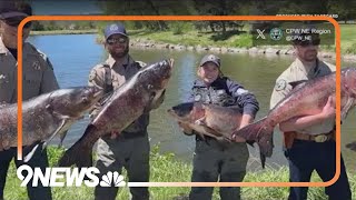 Holy carp Massive fish removed from Colorado pond [upl. by Cirded]