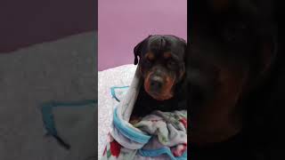 wintermasti rott doglover pets [upl. by Alys]