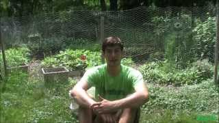 EZ How to Make A Fertilizer From Weeds [upl. by O'Donoghue]