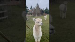 Alpaka having fun alpaca cute alpacalove denmark farmlife [upl. by Enneira591]