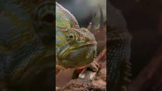 quotThe ColorChanging Master 🌈🦎quot shots funnyanimal [upl. by Llirrem]