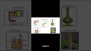 Tropism in plantstropic movements hydrotropismchemotropismthigmotropismphototropism [upl. by Stacy]