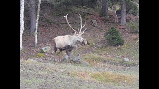 Карпатский национальный природный парквольеры в Яремче Carpathian National Natural Park [upl. by Damour]