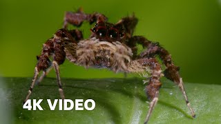 Spider With Three Super Powers  4KUD  The Hunt  BBC Earth [upl. by Hackney]