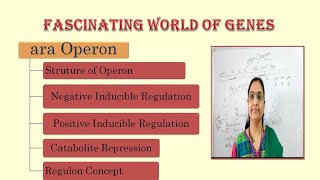 ara operonStructure of OperonNegative RegulationPositive Regulationcatabolite repressionRegulon [upl. by Alak]