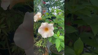 Allamanda Flower Plant Care Grow Stunning Yellow Blooms shorts youtubeshorts garden flowers [upl. by Aihsotal]