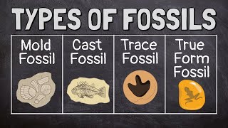 What Are Fossils [upl. by Gertruda]