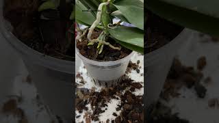 Just another repotting for orchid that is done blooming [upl. by Buyer]