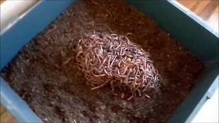 Wormcity worm Farm review Vermicompost composting [upl. by Mignon]