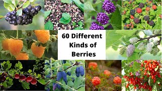 60 Different Kinds of Berries [upl. by Haleeuqa]