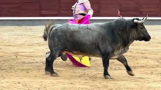 Salida 3º toro de SALTILLO quotMORISQUEÑOquot  1septiembre2024  Las Ventas [upl. by Yelyr]