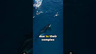 Why Dont Killer Whales Ever Attack and Kill Humans [upl. by Millford]