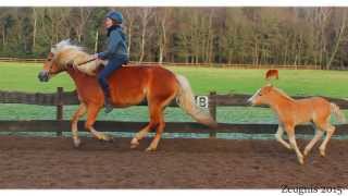 Pony Park Padenstedt Zeugnisferien 2015 [upl. by Parrnell]