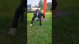 Meet Angus a Border Collie currently available for adoption 982024 83600 PM [upl. by Ettelracs]