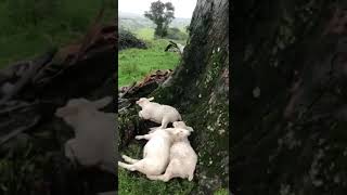 Animais morrem atingidos por raio no Posto Branco interior de Canguçu 25092024 [upl. by Balf]