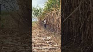 Sugarcane farming sugarcane sugar sugarcanecultivation agri sugarcrash foryou shorts trend [upl. by Meil740]