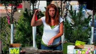 Planting amp Growing Flower Bulbs  How to Grow Angel Wing Begonias [upl. by Aicercal]