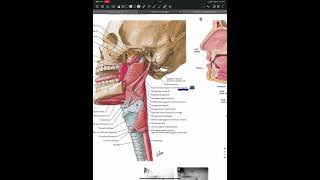 Dental anesthesia and sedation lecture 4  Mandibular anesthesia [upl. by Rorie]