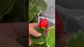 June bearing STRAWBERRIES 🍓 forming at the beginning of November 🤯 WHAT is happening [upl. by Oeak]