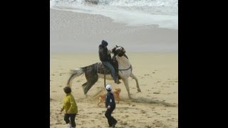 offleash dogs terrifying horse [upl. by Lyndsay]