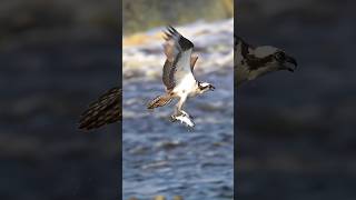 Osprey dives and catches large fish 🐟 shorts birds birdsofprey wildlife ospreys fishing [upl. by Kania]