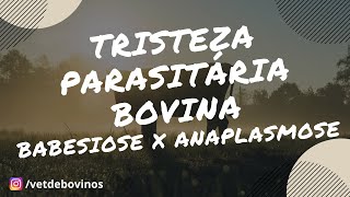 Tristeza Parasitária Bovina diferença entre Babesiose e Anaplasmose 013 [upl. by Adnahcal]