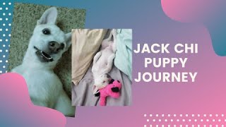 Getting my Jack Chi a JRT and Chihuahua mix [upl. by Dralliw]