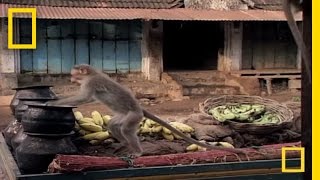 Drunk Monkeys  National Geographic [upl. by Yetak]