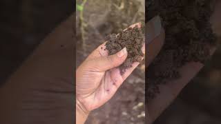 Vermicompost available alam [upl. by Kleon746]