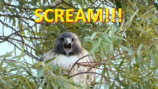 Red tailed Hawk SCREAM No Narration [upl. by Rubetta]