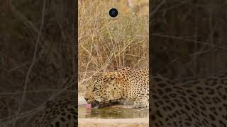 Leopard Hydrating in Kruger National Park  Rare Wildlife Moment safarisightings leopard [upl. by Ashjian]