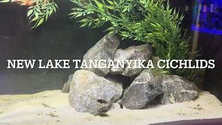 The new cichlids are settling in African Cichlids  Lake ￼Tanganyika [upl. by Urban821]