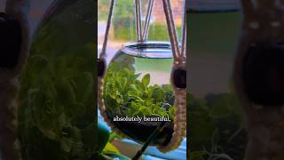 🌱Planted Glass Bowl DIY TUTORIAL🌱 [upl. by Yssac]