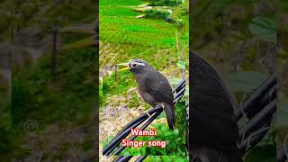 wambi birdsongkicaumania burungl lovesigns burunggacor wambigacor birdsong wambi wambie [upl. by Ayaet]