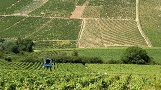 Chablis France • Private Wine Tasting and Tour of Chablis [upl. by Nylakcaj]