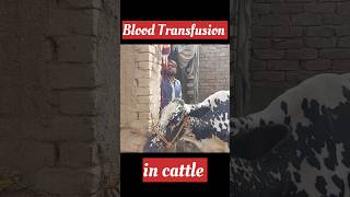 Blood Transfusion in cattle dairy cow treatment blooddonation [upl. by Llennaj]