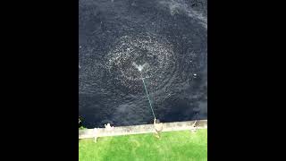 An exciting moment with the kids as we cast our nets into the Loxahatchee River in Tequesta Florida [upl. by Okiruy]