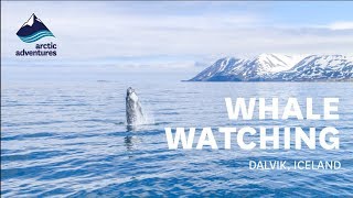 Whale Watching Express in Dalvik Iceland  Summer 2017 [upl. by Assisi397]