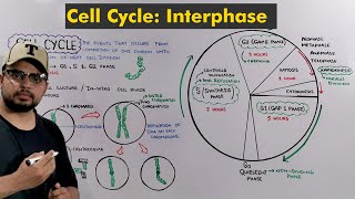 Interphase of Cell Cycle  Cell Division How Cell prepare itself to Divide [upl. by Ateiluj]