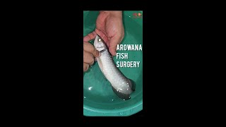 Arowana Fish Gill Curl Surgery [upl. by Lehar]