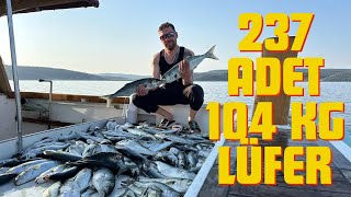 237 ADET 104 KG LÜFER YAKALADIK İNANILMAZ  Canlı Yem İle At Çek Lüfer Kofana Avı [upl. by Lua]