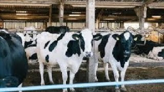 Cow Shed khairpurmirs cowshed animals cow Krishna Ji krishna [upl. by Tidwell]