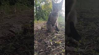 My hardworking cat thinking about ratcat catsofyoutube animallover cute [upl. by Onaled]