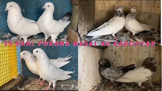 15 Saal Purana Nasal Ke High Flyer Desi Breeding Pair For Sale  Nayaab 7028188023 [upl. by Lezti80]