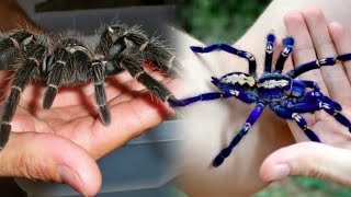 8 Jenis LabaLaba Terbesar Yang Pernah Ditemukan  Tarantula [upl. by Atinahc]