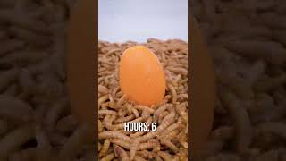 10 000 Mealworms vs KUMQUAT [upl. by Wylde]