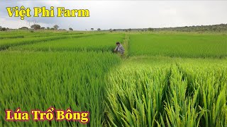 Linh Philip  Khoảng Thời Gian Đẹp Nhất Trên Cánh Đồng Lúa Trong Việt Phi Farm [upl. by Jody]